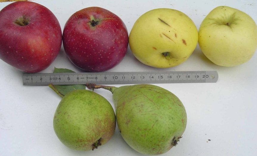 Verger pédagogique &laquo;&nbsp;EIFFEL-COUSTEAU&nbsp;&raquo; en&nbsp;2023…