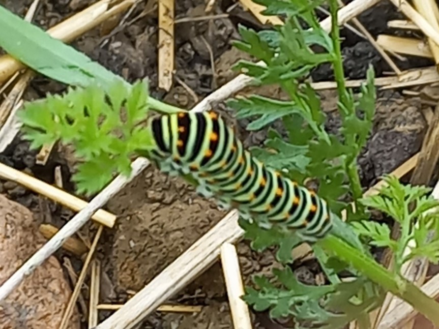 La chenille de&nbsp;Machaon