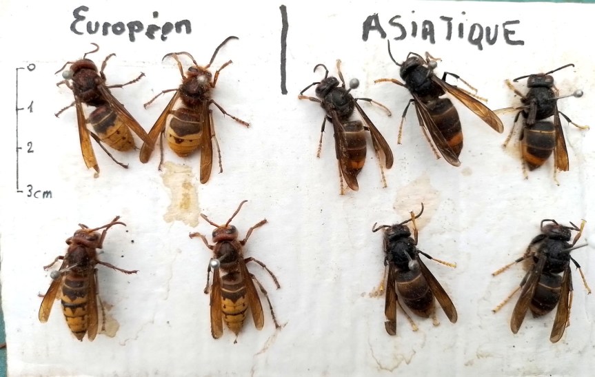 Frelons à pattes jaunes (asiatique) et&nbsp;européen