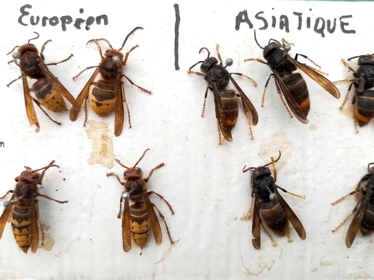 Frelons à pattes jaunes (asiatique) et&nbsp;européen