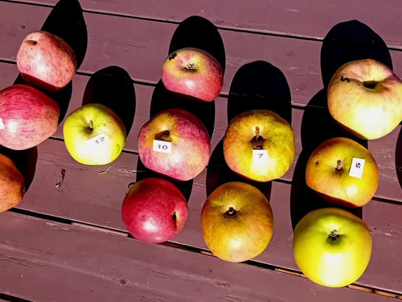 Info taille-plantation-entretien fruitiers décembre&nbsp;2025