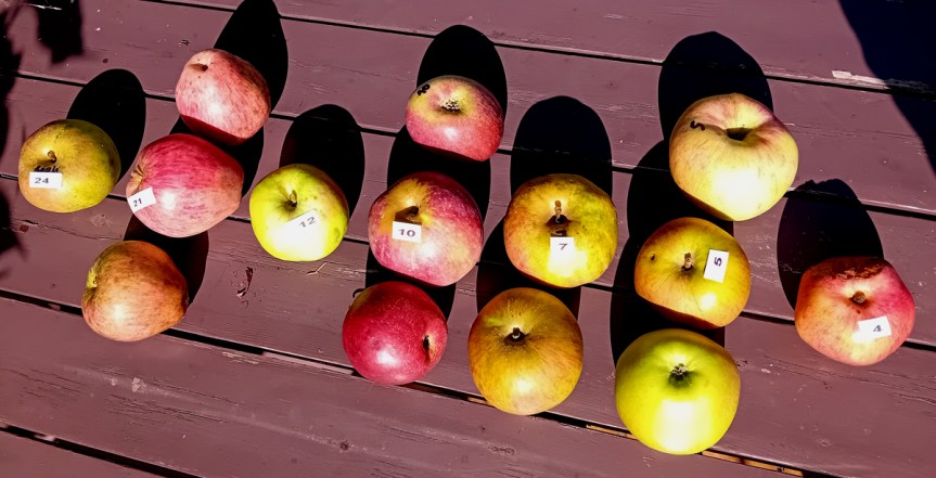 Info taille-plantation-entretien fruitiers décembre&nbsp;2025